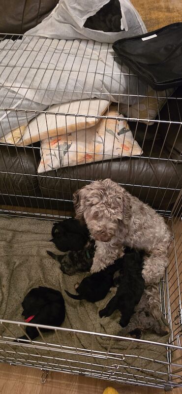 Cockapoo Puppies for sale in Bedfordshire