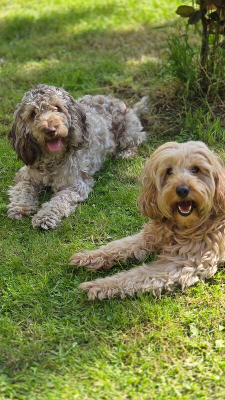 Cockapoo Puppies for sale