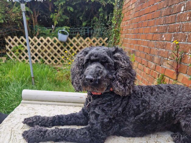 7 year old cockapoo for sale in Plymouth, Devon