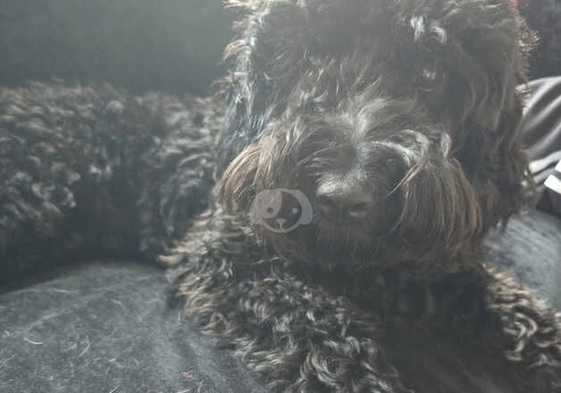 8 month female cockapoo for sale in Chesterfield, Derbyshire