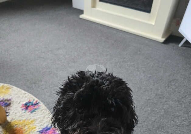 8 month female cockapoo for sale in Chesterfield, Derbyshire - Image 2