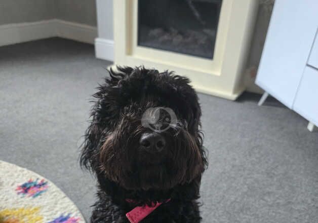 8 month female cockapoo for sale in Chesterfield, Derbyshire - Image 3