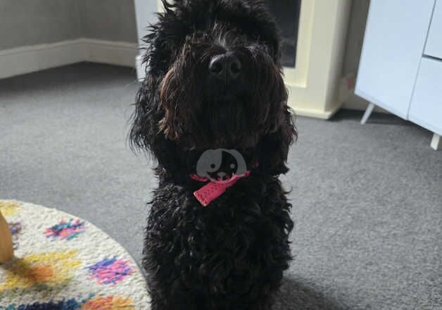 8 month female cockapoo for sale in Chesterfield, Derbyshire - Image 4