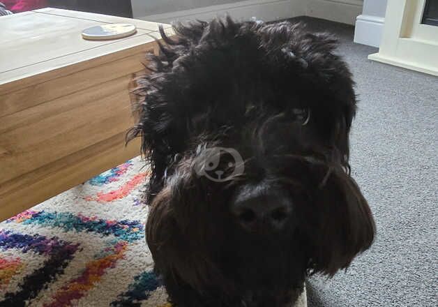 8 month female cockapoo for sale in Chesterfield, Derbyshire - Image 5