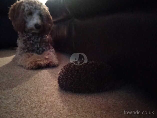 8 month old cockapoo (male) for sale in Chippenham, Wiltshire - Image 1