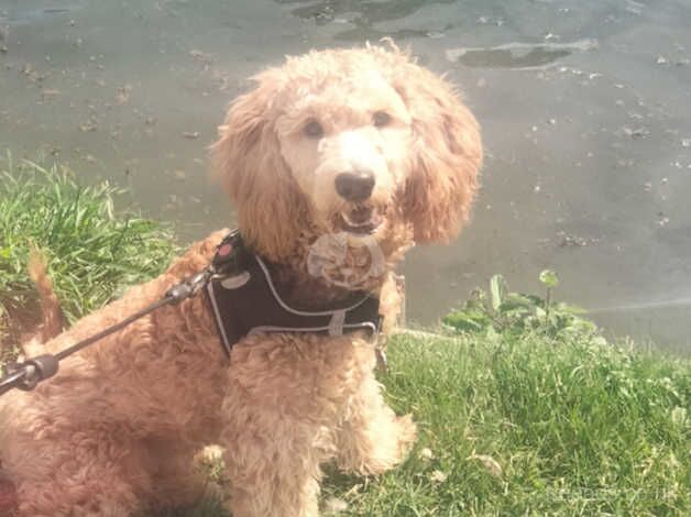 8 month old cockapoo (male) for sale in Chippenham, Wiltshire - Image 2