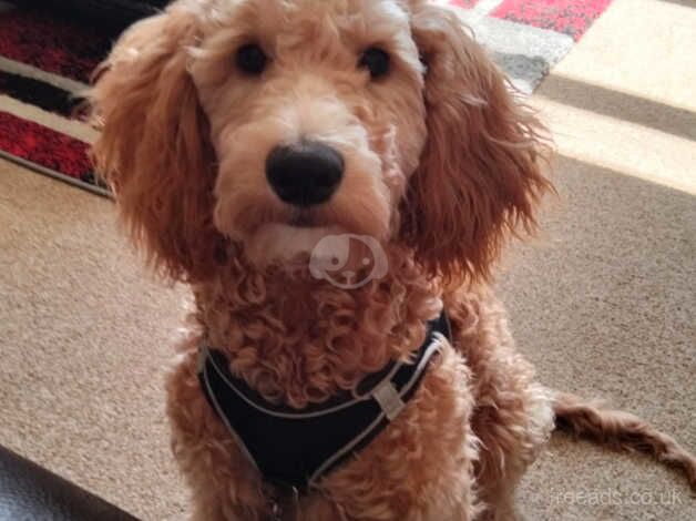 8 month old cockapoo (male) for sale in Chippenham, Wiltshire - Image 3