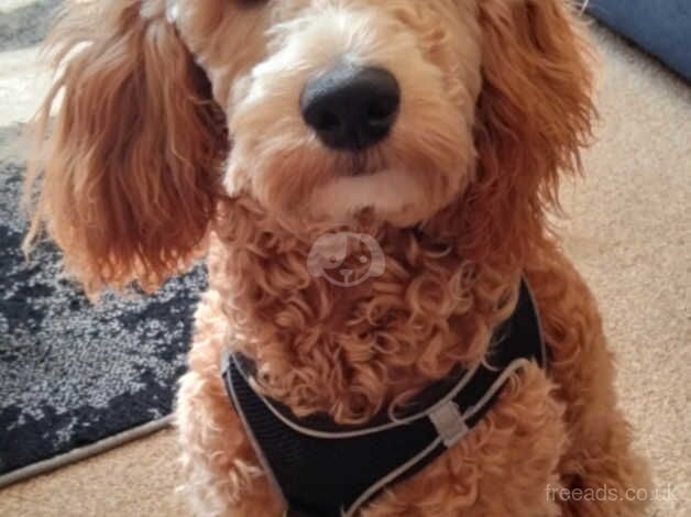 8 month old cockapoo (male) for sale in Chippenham, Wiltshire - Image 4