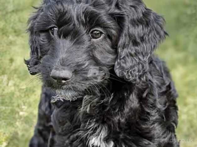 8 month old female cockapoo for sale in Plymouth, Devon