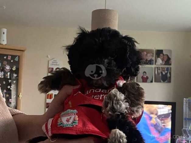 8 month old female cockapoo for sale in Plymouth, Devon - Image 2