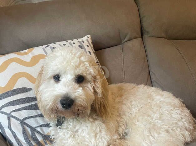 8 month old male cockapoo for sale in Paignton, Devon