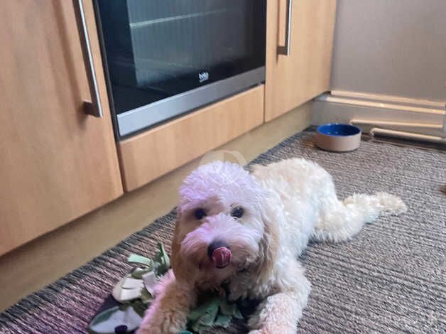 8 month old male cockapoo for sale in Paignton, Devon - Image 4