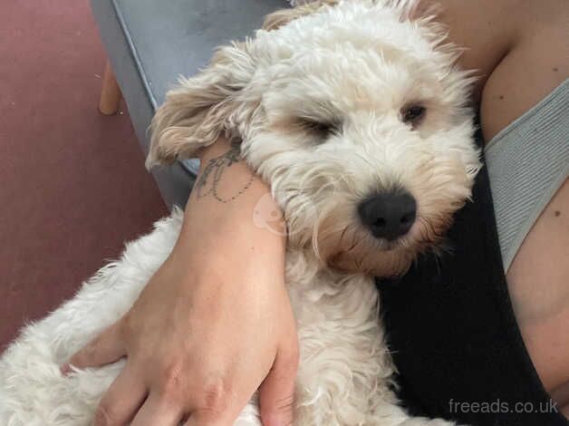 8 month old male cockapoo for sale in Paignton, Devon - Image 5