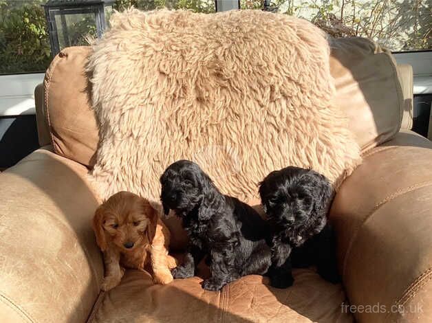 8 playful cockapoos for sale in Llandeilo, Carmarthenshire - Image 3