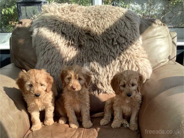 8 playful cockapoos for sale in Llandeilo, Carmarthenshire - Image 5