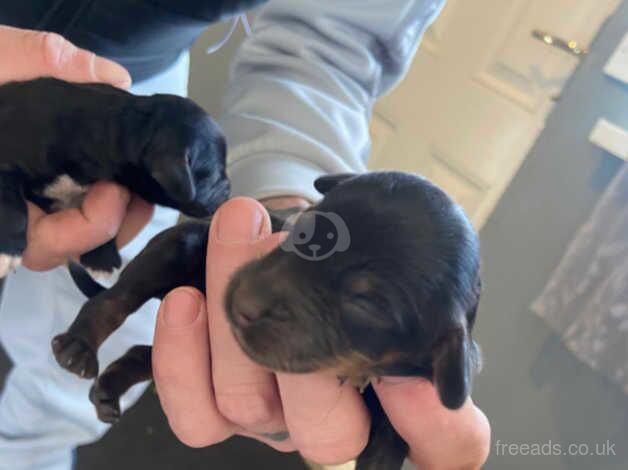 8 stunning cockapoo puppies for sale in Bishop Auckland, County Durham - Image 3