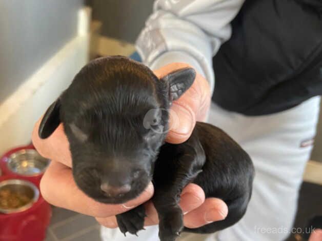 8 stunning cockapoo puppies for sale in Bishop Auckland, County Durham - Image 4