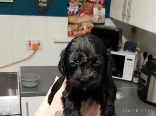 8 stunning cockapoo puppies for sale in Durham, County Durham