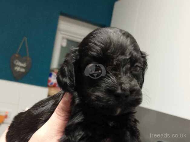 Cockapoo Puppies for sale in County Durham