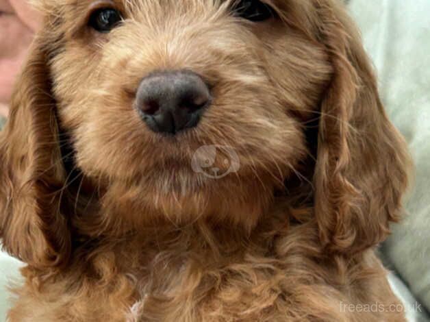 8 Stunningly Beautiful Cockapoo Puppies for sale in Falmouth, Cornwall