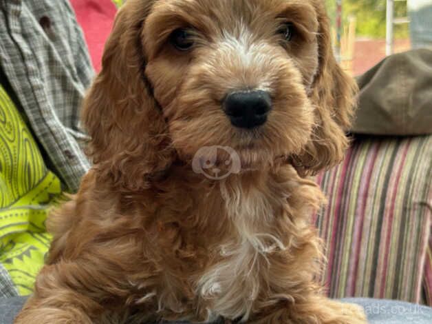 8 Stunningly Beautiful Cockapoo Puppies for sale in Falmouth, Cornwall - Image 2