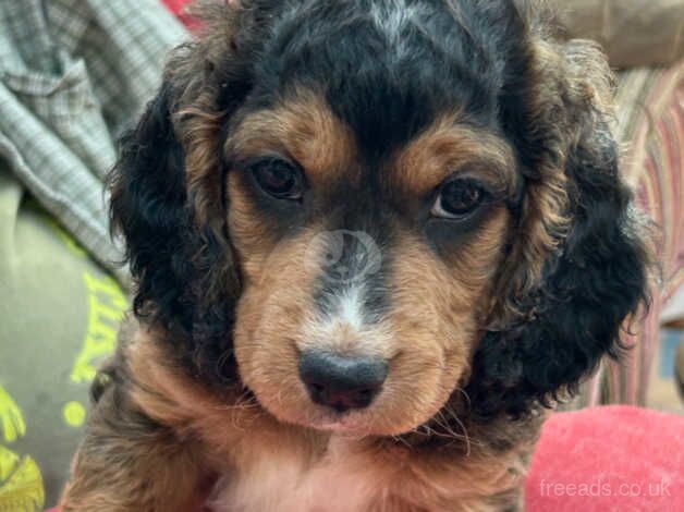 8 Stunningly Beautiful Cockapoo Puppies for sale in Falmouth, Cornwall - Image 4