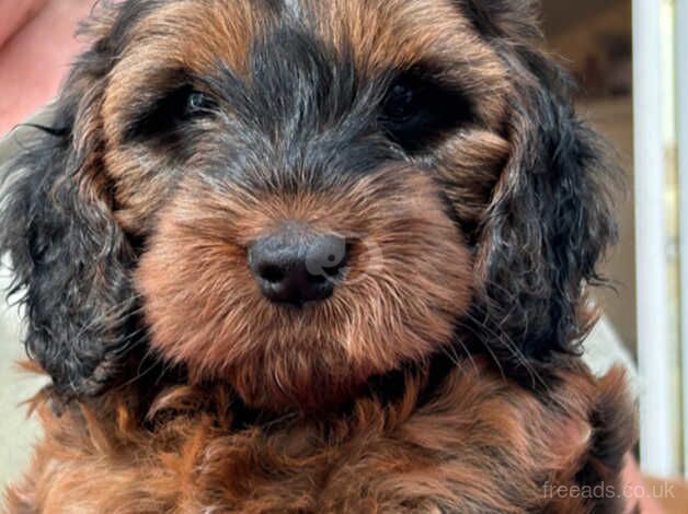 8 Stunningly Beautiful Cockapoo Puppies for sale in Falmouth, Cornwall - Image 5