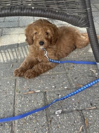 8 week old Cockapoo F1B puppies for sale in Slough, Berkshire - Image 1