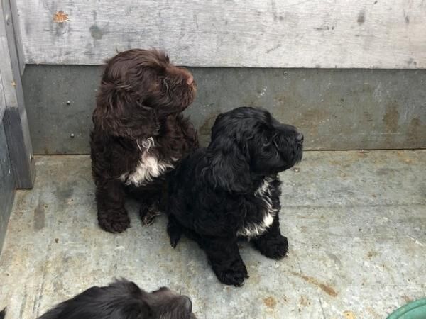 8 week old cockerpoo puppies for sale in Billingshurst, West Sussex