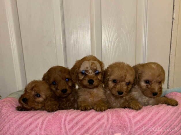 9 gorgeous cockapoo puppies for sale in Walsall, West Midlands