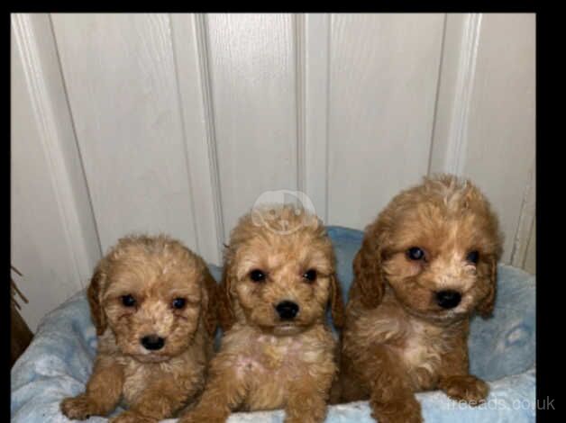 9 gorgeous cockapoo puppies for sale in Walsall, West Midlands - Image 2