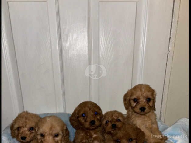 9 gorgeous cockapoo puppies for sale in Walsall, West Midlands - Image 3