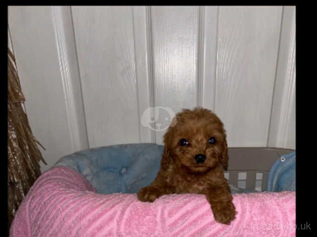 9 gorgeous cockapoo puppies for sale in Walsall, West Midlands - Image 4