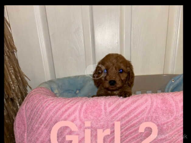 9 gorgeous cockapoo puppies for sale in Walsall, West Midlands - Image 5