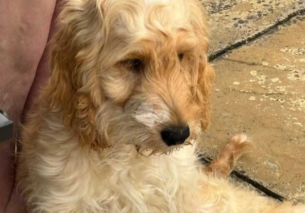 9 month old male cockapoo for sale in Wisbech, Cambridgeshire - Image 2