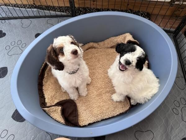 9 week old Cockapoo puppies for sale in Sheffield, South Yorkshire - Image 1