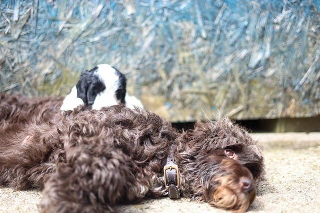 9 week old Cockapoo puppies for sale in Sheffield, South Yorkshire - Image 2