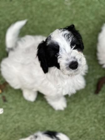 9 week old Cockapoo puppies for sale in Sheffield, South Yorkshire - Image 3