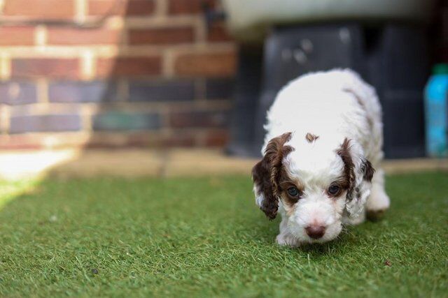 9 week old Cockapoo puppies for sale in Sheffield, South Yorkshire - Image 4