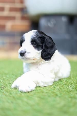 9 week old Cockapoo puppies for sale in Sheffield, South Yorkshire - Image 5