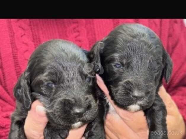 A gorgeous Cockapoos puppies for sale in Amersham, Buckinghamshire - Image 2