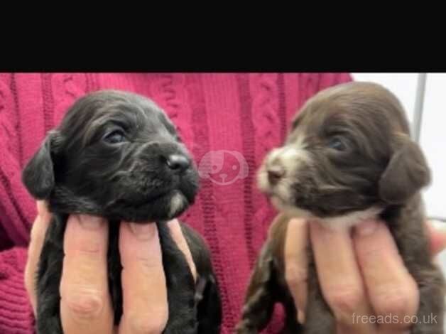 A gorgeous Cockapoos puppies for sale in Amersham, Buckinghamshire - Image 3