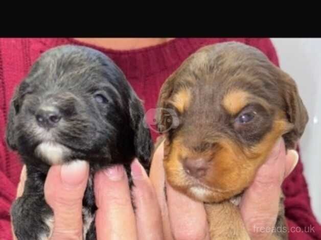 A gorgeous Cockapoos puppies for sale in Amersham, Buckinghamshire - Image 4