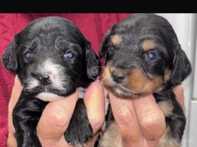 A gorgeous Cockapoos puppies for sale in Amersham, Buckinghamshire - Image 5