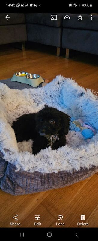 Adorable 11-week female Cockapoo central London for sale in London