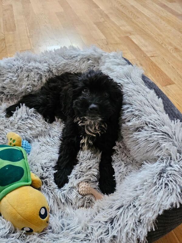 Adorable 11-week female Cockapoo central London for sale in London - Image 2