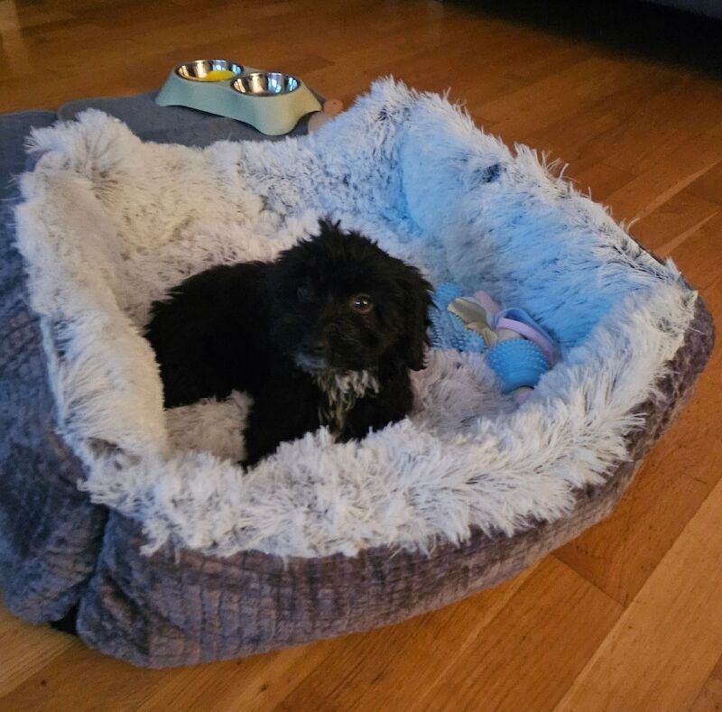 Adorable 11-week female Cockapoo central London for sale in London - Image 6