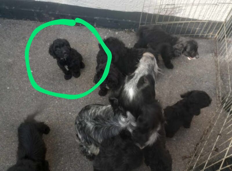 Adorable 11-week female Cockapoo central London for sale in London - Image 7