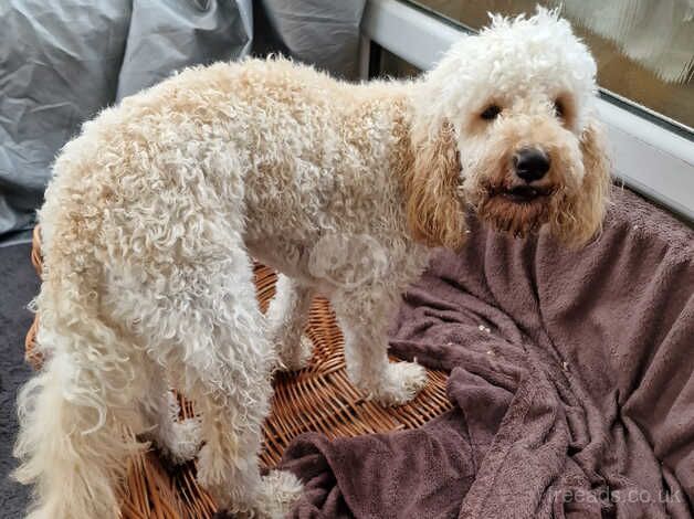 Adorable 12 month old cockapoo for sale in Yeovil, Somerset - Image 2