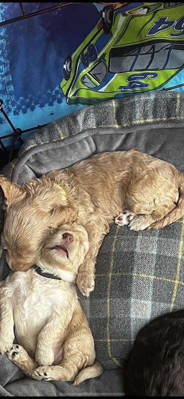 Adorable Australian Labradoodles for sale in Manchester, Greater Manchester - Image 8